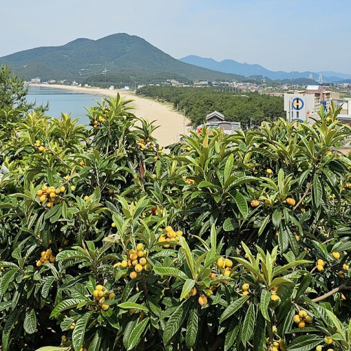 비파마을